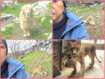 /album/trend/105-lions-jpg/